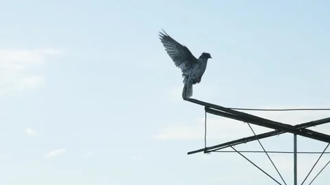 Captivating slow-motion footage showcasing a domestic roller pigeon as it pr Video stock 335744991