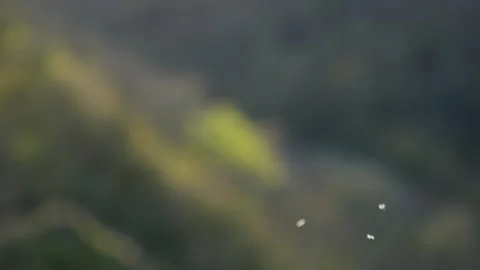 Captivating slow motion of midges dancing in the peak district during autumn sun Stock Footage 304321967