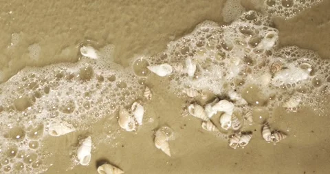 Captivating Slow Motion of Seashells as Waves Wash Over Golden Sand Stock Footage 336824300