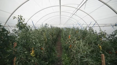Captivating slow motion of vibrant tomatoes ripening in a lush greenhouse Video stock 296799641