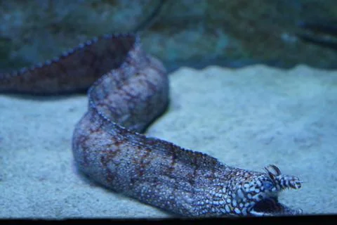 Captivating Snowflake Moray Eel Resting on Sandy Seabed Stock Photos