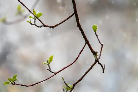 A captivating spring photograph featuring a dew-kissed tree branch with del.. Foto stock