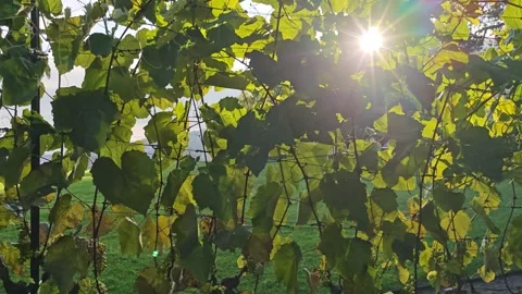 Captivating sunlight filtering through lush grapevines in a serene vineyard Stock Footage 337686646