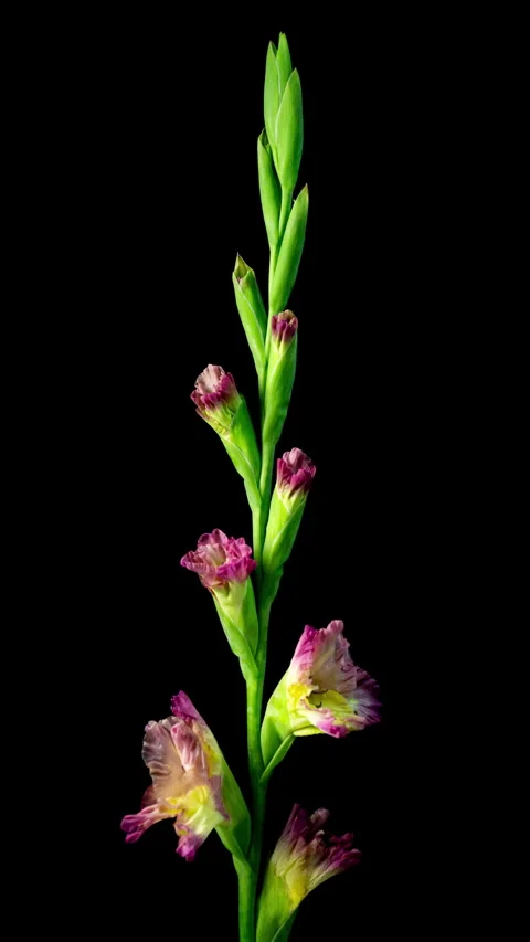 Captivating Time-Lapse of a Gladiolus Blooming Elegantly Against a Black Stock Footage 284771844