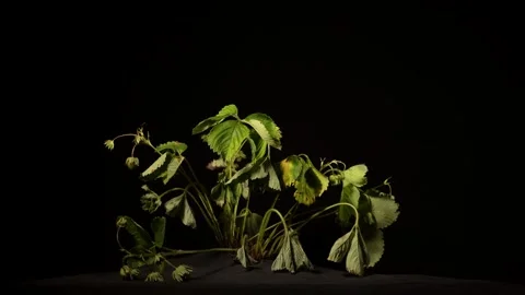 A captivating time-lapse video showcases the progressive wilting of a vibra.. Stock Footage 334698272