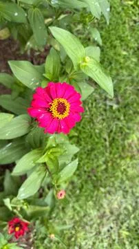 Captivating top-down view of a bright pink Zinnia flower displaying a promine Foto stock