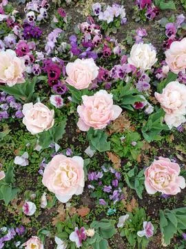 Captivating top view of a flower bed brimming with colorful blooming tulips Stock Photos