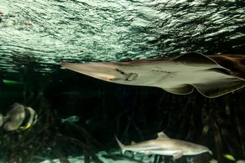 Captivating underwater scene featuring a ray swimming gracefully with other m Stock Photos