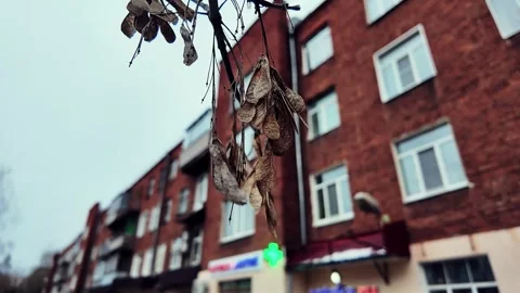 A captivating urban winter scene featuring vibrant leaves against a textured Stock Footage 323611063