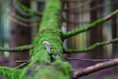 A captivating, vibrant forest scene showcasing a beautiful mosscovered log ad Stock Photos