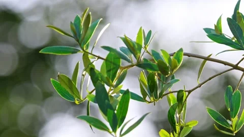 Captivating video: Olive branches in evening sun, lush green leaves, repres.. Stock Footage 251717127