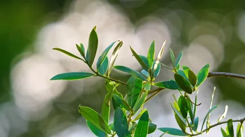 Captivating video: Olive branches in evening sun, lush green leaves, repres.. Stock Footage 251717230