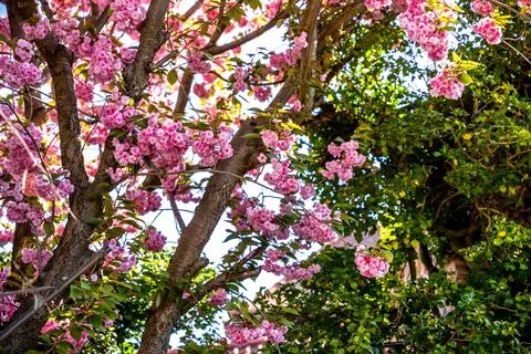 A captivating view of a cherry blossom tree in magnificent full bloom, showca Stock Photos