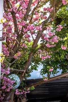 A captivating view of a cherry blossom tree in magnificent full bloom, showca Stock Photos