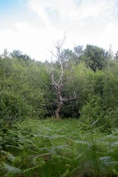 A captivating view of a dead tree within a vibrant, lush forest setting Stock Photos