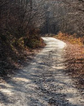 Captivating view of a secluded forest path in autumn, with sunlight filteri.. Stock Photos
