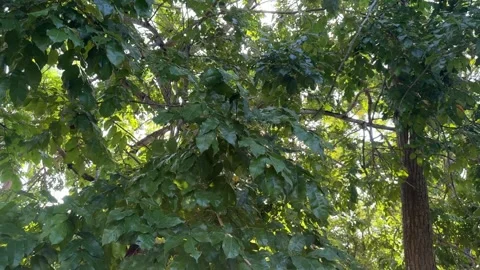 A captivating view of sun-drenched green leaves and majestic tree branches .. Video stock 325259136