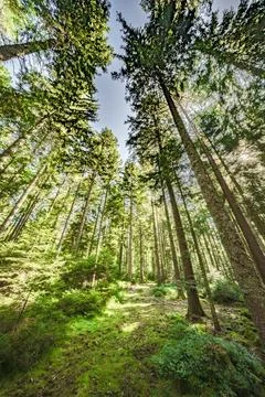A captivating view of towering trees reaching towards the sky, creating a ser Stock Photos