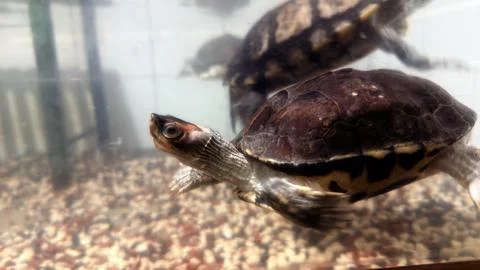 An captivating view of a vibrant turtle navigating the clear waters of its aq Stock Photos