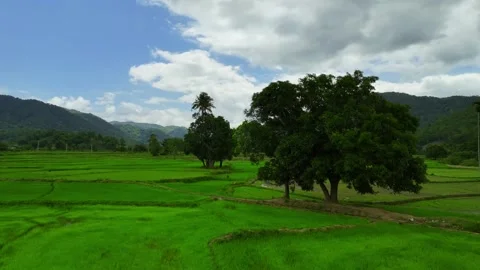 Captivating Views: Aerial Exploration of Mountain Rice Terraces Stock Footage 244469616