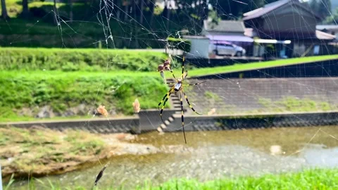 Captivating Wild Spider Web in 4K Ultra HD Video stock 283961305