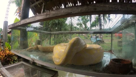 Captive Albino Burmese Python In Glass Cage In The Philippines. close up Stock Footage 202464530