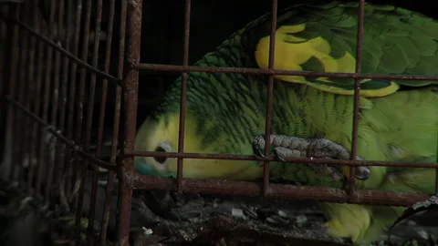 Captive Amazon Parrot Climbing Down Inside Rusted Wire Cage Stock Footage 210662809