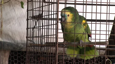 Captive Amazon Parrot Perched Inside Rusted Metal Wire Cage Stock Footage 246153190