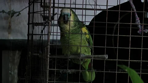 Captive Amazon Parrot Perched in Rusty Wire Cage in Low Light Stock Footage 210663532