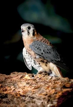 Captive American kestral. Stock Photos