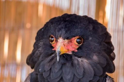Captive Bateleur Eagle sitting on shady perch Stock Photos