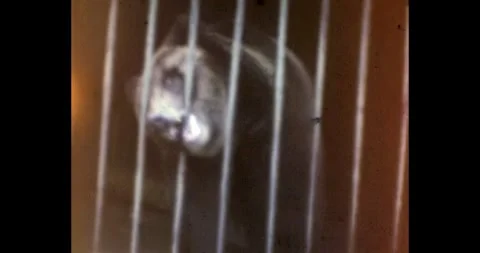 Captive bear in a dark cage, archival documentary footage from the Soviet era. 動画素材 328116066