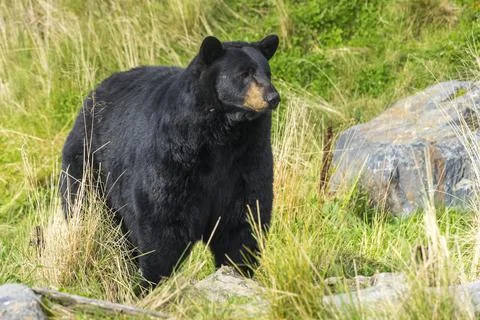 Captive black bear at Alaska Wildlife Conservation Center, Portage, Downtown Stock Photos