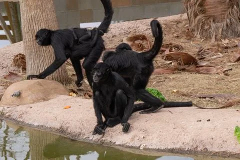 Captive black faced spider monkey is waiting for food to eat Stock Photos