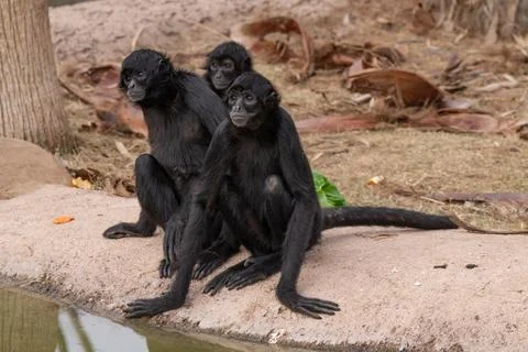 Captive black faced spider monkey is waiting for food to eat Stock Photos