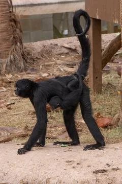 Captive black faced spider monkey is waiting for food to eat Stock Photos