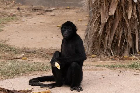Captive black faced spider monkey is waiting for food to eat Stock Photos
