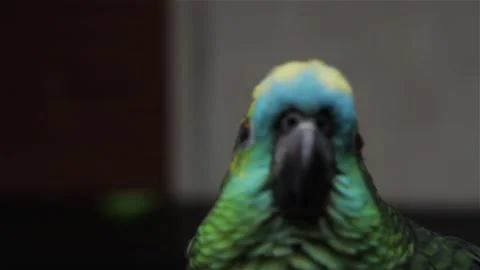 Captive Blue Fronted Amazon Parrot Turning Head Indoors Stock Footage 96011416