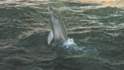 Captive Bottlenose Dolphin Tail Walking In Marine Park Pool Australia 1970s Stock Footage 341347009