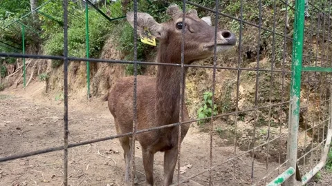 Captive Brown Deer Behind Wire Fence in Zoo Enclosure Stock Footage 337386961