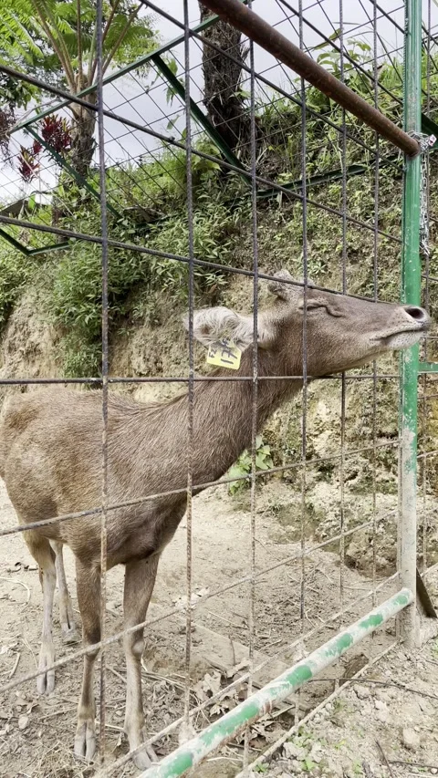 Captive Brown Deer with Yellow Identification Tag in Hillside Enclosure Stock Footage 337520022