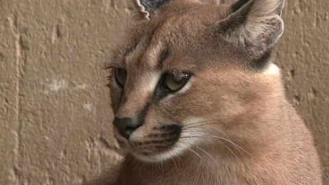 Captive Caracal Video stock 84452607