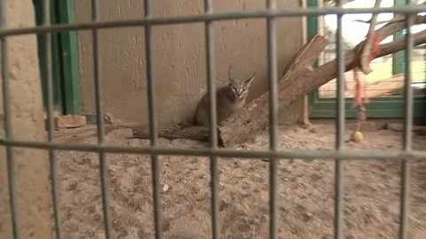 Captive Caracal Video stock 84452694