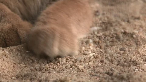 Captive Caracal Video stock 84453723