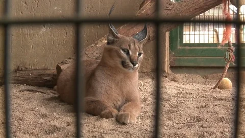 Captive Caracal Video stock 84453858