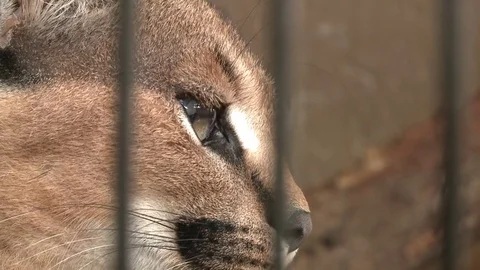 Captive Caracal Video stock 84454532