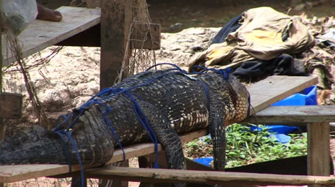 Captive crocodile Amazon Rain Forrest Vidéo 32972381