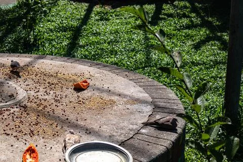 Captive doves looking around from inside the cage Stock Photos