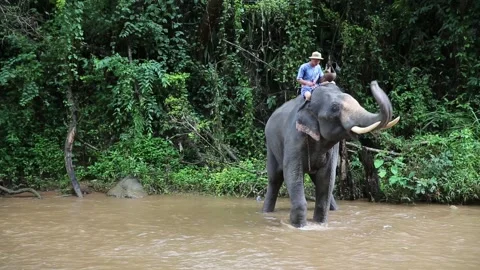Captive Elephant bathing in river with Mahout in Chiang Mai Stock Footage 130555707