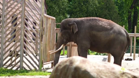 Captive elephant shows repetitive swaying inside zoo space during day Stock Footage 310039690